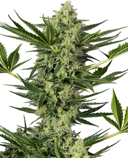 0001194_ghostbuzzters-og-automatic-seeds_800