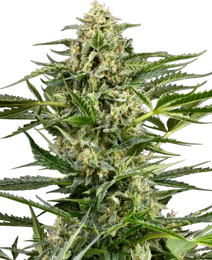0001195_citrus-fuel-automatic-seeds_800
