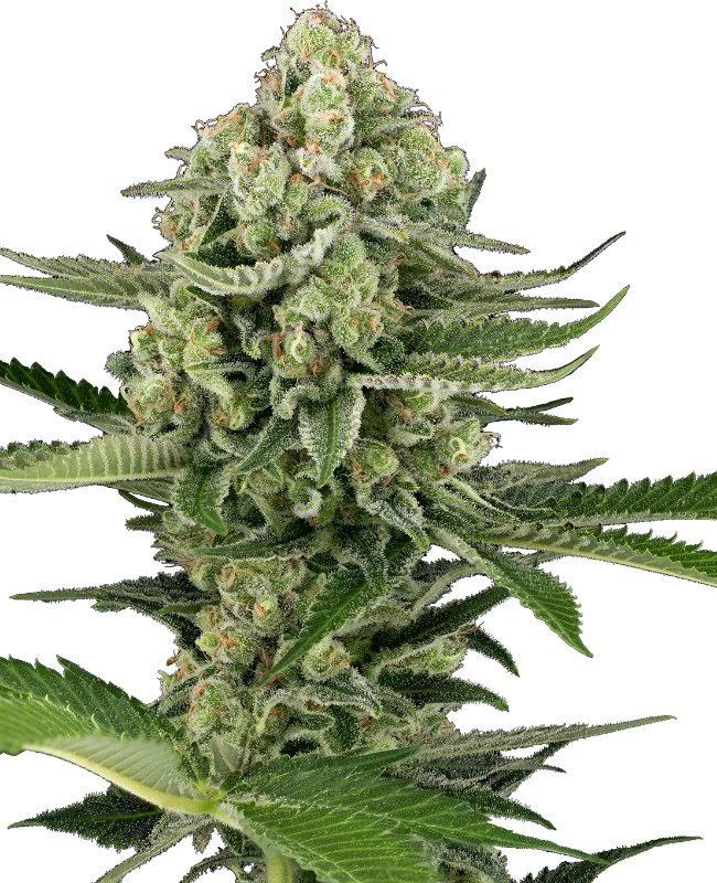 0001196_candy-buds-automatic-seeds_800