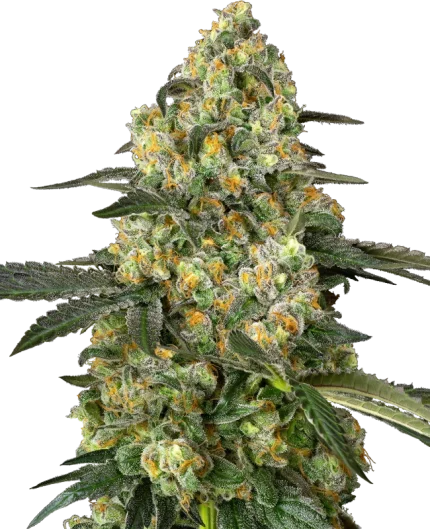 0001197_big-berry-bliss-feminized-seeds_800
