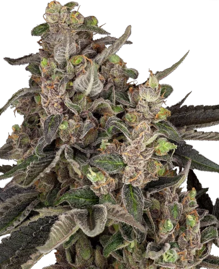 0001198_bahama-mama-automatic-seeds_800