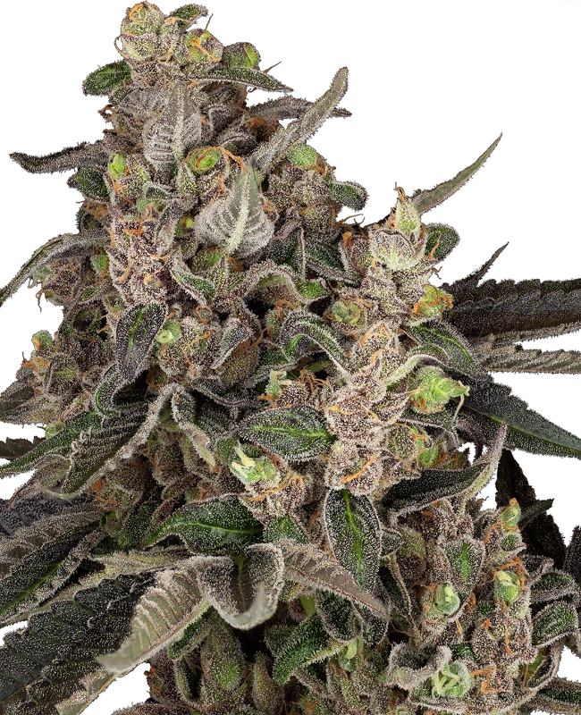 0001198_bahama-mama-automatic-seeds_800