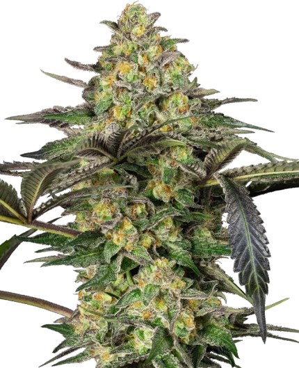0001199_grapevine-candy-feminized-seeds_800