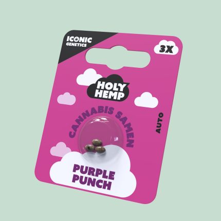 Cannabissamen-Purple-Punch