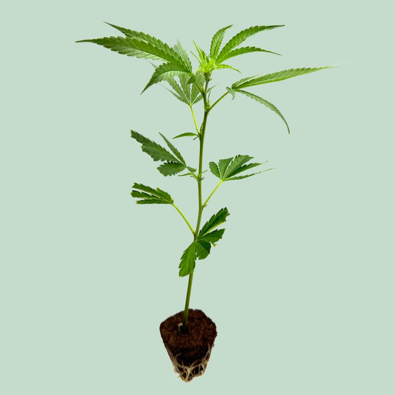 Cannabisstecklinge-Amnesia-Corecut