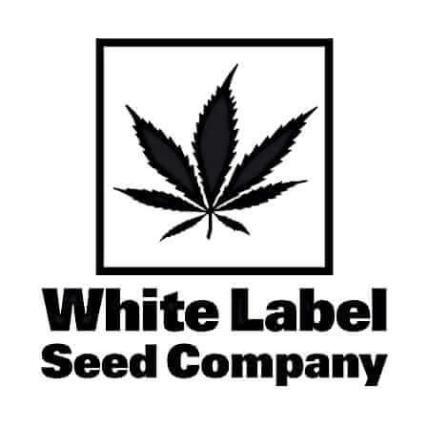 Snow Ryder Automatic Hanfsamen von White Label