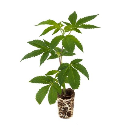 ak47_steckling