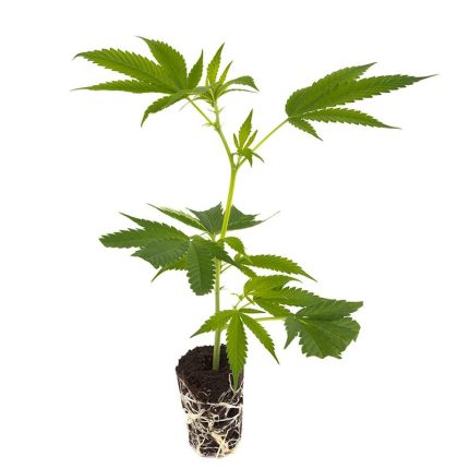 big_bud_steckling