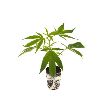 gelato-45_steckling