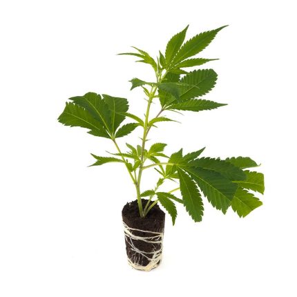 jack-herer-ko_steckling