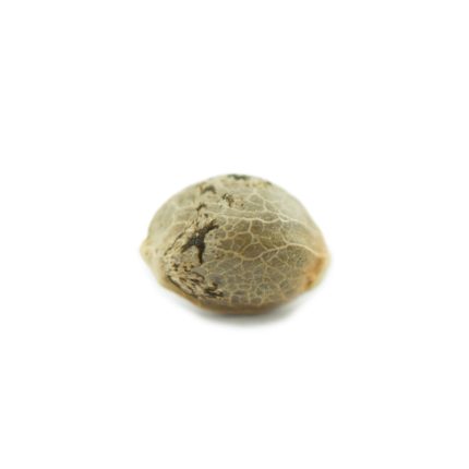 lemon-haze-040-autoflowering-cannabis-samen-2jpeg