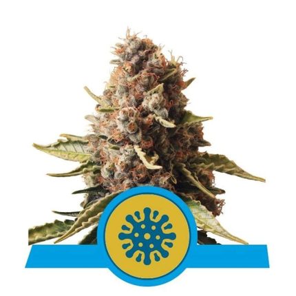royal-queen-seeds-euphoria-cbd_compressed_1