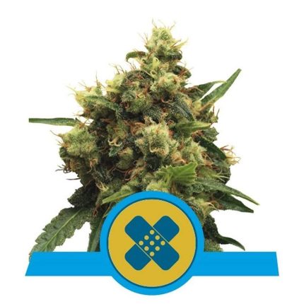 royal-queen-seeds-painkiller-xl-cbd_compressed