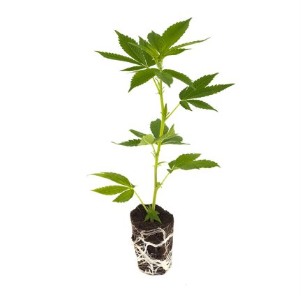super-lemon-haze_steckling